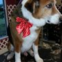 Photo of Fancy Tails