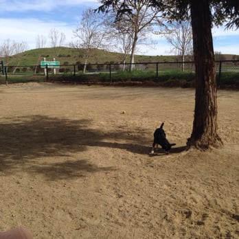 Shoreline Dog Park - Ziggy looking for a spot to mark. - Dog Parks Near Me - Mountain View, California Shoreline Dog Park - Ziggy looking for a spot to mark. - Dog Parks Near Me - Mountain View, California