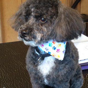 Fox Grooming - Pet Groomers Near Me - Saginaw, Michigan Fox Grooming - Pet Groomers Near Me - Saginaw, Michigan