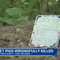 Farmer George - Headstone for beloved pets killed by company