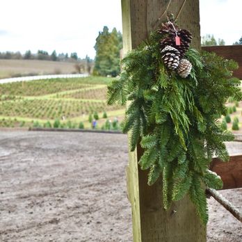 Skyline Christmas Tree Farm - Christmas Trees Near Me - Salem, Oregon