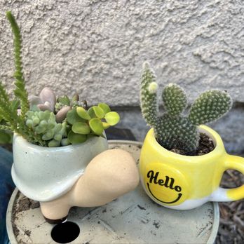 Star Succulent Nursery - Succulents and cactus planted in their pottery - Nurseries & Gardening Near Me - Lodi, California