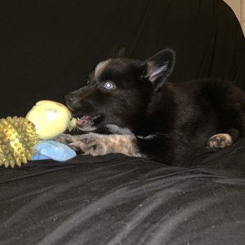 NY Breeder - Pet Training Near Me - White Plains, New York