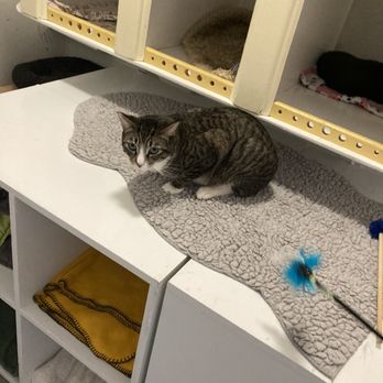 Cat Town - "Excuse me? Did I say I'm okay with a photo op?" - Animal Shelters Near Me - Oakland, California
