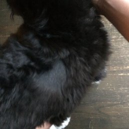 A nice chuck of hair missing when I picked up my dog. The explanation, "she moved while I was trimming her ears". A nice chuck of hair missing when I picked up my dog. The explanation, "she moved while I was trimming her ears".