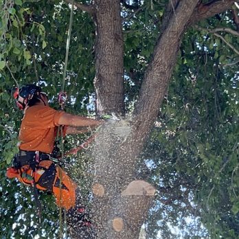 TreeMax Tree Service - Tree Services Near Me - Roseville, California TreeMax Tree Service - Tree Services Near Me - Roseville, California