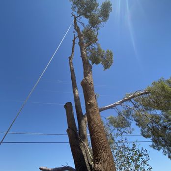 Tree Monkey - Tree Services Near Me - Las Vegas, Nevada Tree Monkey - Tree Services Near Me - Las Vegas, Nevada