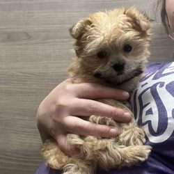 Petland Iowa City - Cuddling a puppy