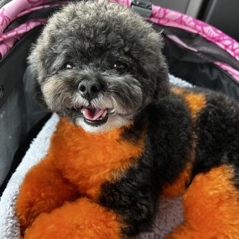 Austin Pet Stylist - Pet Groomers Near Me - Austin, Texas