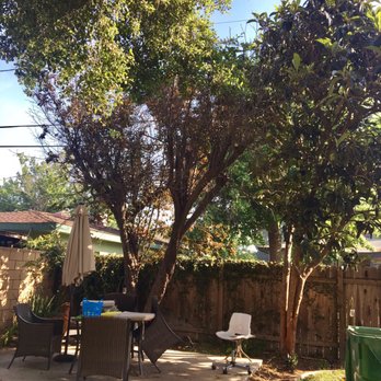 A & J Tree Service - Dead plum tree and loquat that needs a trimming - Tree Services Near Me - Pomona, California A & J Tree Service - Dead plum tree and loquat that needs a trimming - Tree Services Near Me - Pomona, California
