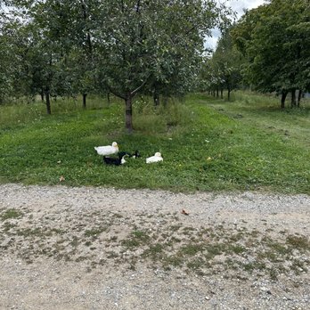 Cellar 1914 - Ducks - Wineries Near Me - Central Lake, Michigan