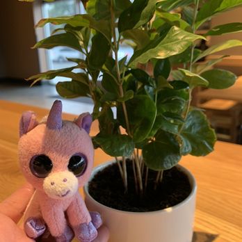 Starbucks - Coffee plant! - Coffee & Tea Near Me - Spring Hill, Florida Starbucks - Coffee plant! - Coffee & Tea Near Me - Spring Hill, Florida