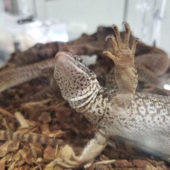 Nor Cal Reptile Expo - Monkey tail skink - Reptile Shops Near Me - Pleasanton, California Nor Cal Reptile Expo - Monkey tail skink - Reptile Shops Near Me - Pleasanton, California