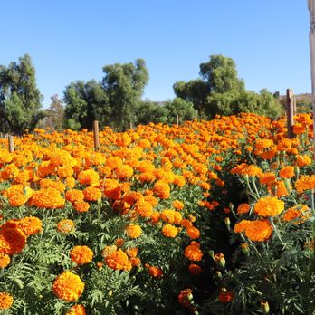 Sanchez Produce - Fruits & Veggies Near Me - Canyon Country, California