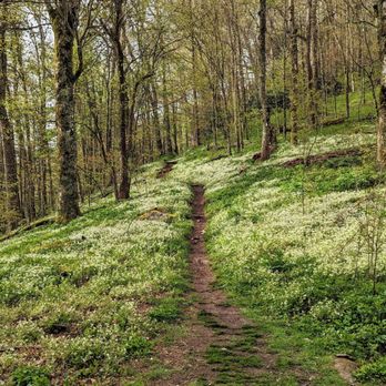 Low Gap Trail - Instagram: @telephonesmoothie - Hiking Near Me - Cosby, Tennessee Low Gap Trail - Instagram: @telephonesmoothie - Hiking Near Me - Cosby, Tennessee