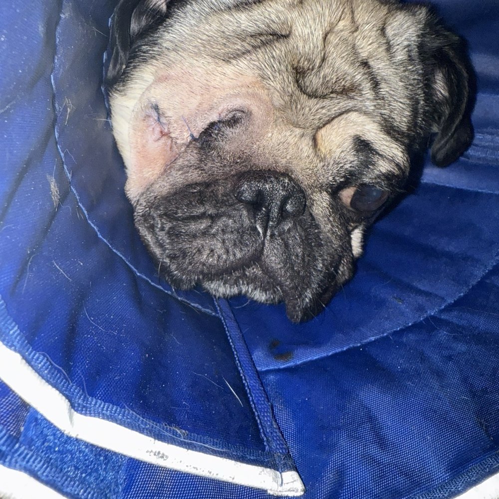 North Shore K-9 - Pet Sitting Near Me - Glenview, Illinois