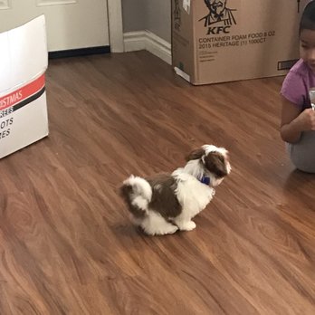 Puppy Town - He's so tiny! - Pet Stores Near Me - Las Vegas, Nevada