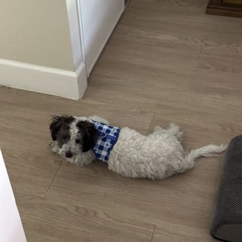 Puppyland - Looking good in his new harness! - Pet Breeders Near Me - Chandler, Arizona Puppyland - Looking good in his new harness! - Pet Breeders Near Me - Chandler, Arizona