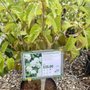 Photo of Carolina Native Nursery