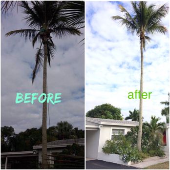Leo Garden Care - Triming coco - Tree Services Near Me - Naples, Florida Leo Garden Care - Triming coco - Tree Services Near Me - Naples, Florida