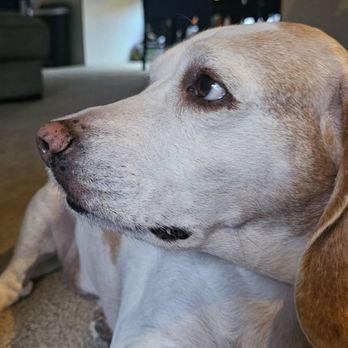 The Good Life For Pets - Pet Hospice Near Me