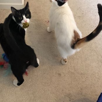 Furry Friends Pet Sitting Services - Pet Sitting Near Me Furry Friends Pet Sitting Services - Pet Sitting Near Me