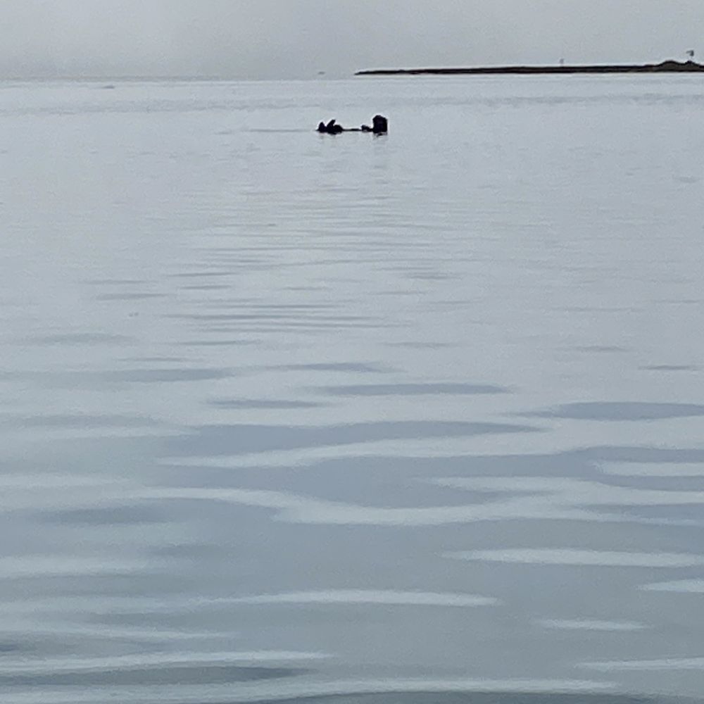Central Coast Outdoors - Sea Otter Just chillin' - Tours Near Me - Morro Bay, California