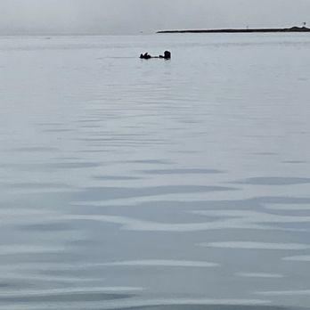 Central Coast Outdoors - Sea Otter Just chillin' - Tours Near Me - Morro Bay, California