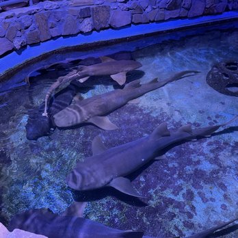 Key West Aquarium - Nurse Sharks - Aquariums Near Me - Key West, Florida
