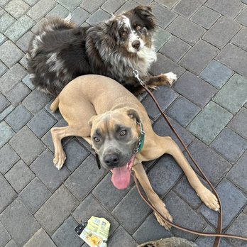 Lorenzo's Dog Training Team - Sedona and Remy - Pet Training Near Me Lorenzo's Dog Training Team - Sedona and Remy - Pet Training Near Me
