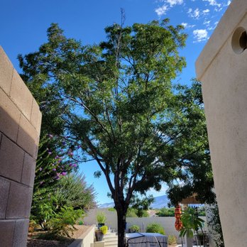 Tucson Arborists Professional Services - Mystery ash! - Tree Services Near Me Tucson Arborists Professional Services - Mystery ash! - Tree Services Near Me