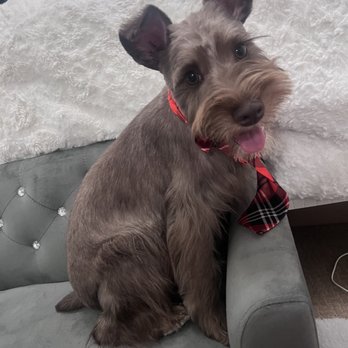 Dirty 2 Flirty Pet Grooming - chanels first haircut - Pet Groomers Near Me Dirty 2 Flirty Pet Grooming - chanels first haircut - Pet Groomers Near Me