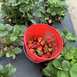 Pecan Creek Strawberry Farm