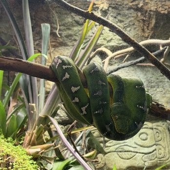 Fresno Chaffee Zoo - Tree Boa - Zoos Near Me - Fresno, California Fresno Chaffee Zoo - Tree Boa - Zoos Near Me - Fresno, California