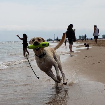 Montrose Dog Beach - Dog Parks Near Me - Chicago, Illinois