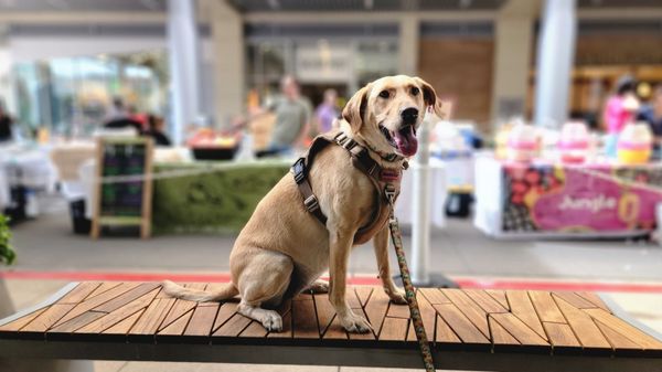 Downtown Summerlin Farmers Market by null