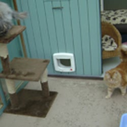 The Cats Whiskers Country Cattery