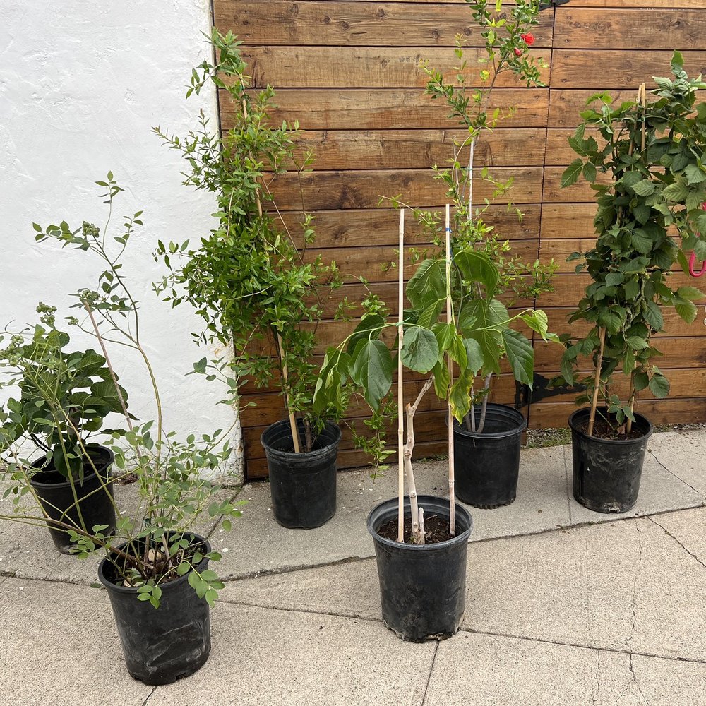 Meet the newest members of my food forest! Fig, Blueberry, Pom and Pom, Mulberry and Blackberry! Meet the newest members of my food forest! Fig, Blueberry, Pom and Pom, Mulberry and Blackberry!