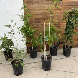 Meet the newest members of my food forest! Fig, Blueberry, Pom and Pom, Mulberry and Blackberry! Meet the newest members of my food forest! Fig, Blueberry, Pom and Pom, Mulberry and Blackberry!