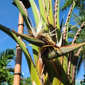 Universal's Volcano Bay - Water Parks Near Me - Orlando, Florida Universal's Volcano Bay - Water Parks Near Me - Orlando, Florida