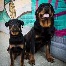 Pawstreet Pets - Calder & Itchy
