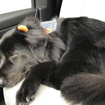 Praise the Paw - Pet Groomers Near Me - Denver, Colorado Praise the Paw - Pet Groomers Near Me - Denver, Colorado