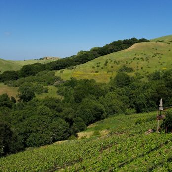Captain Vineyards - Lovely view - Wineries Near Me - Moraga, California