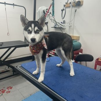 504 Dog Groomers - Pet Groomers Near Me - Kenner, Louisiana 504 Dog Groomers - Pet Groomers Near Me - Kenner, Louisiana