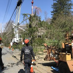 Terrapin Tree Care - Crane work