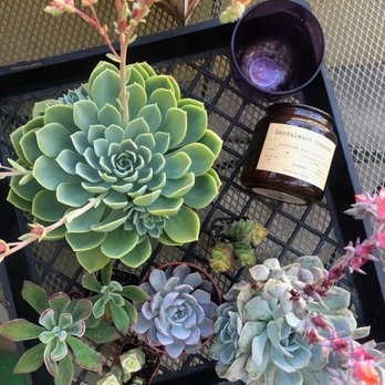 Ricardo's Nursery - Succulents - Nurseries & Gardening Near Me - Long Beach, California Ricardo's Nursery - Succulents - Nurseries & Gardening Near Me - Long Beach, California