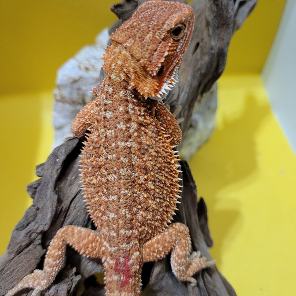 Bearded Dragons 4 Life - reptile breeding in Sioux Falls, SD