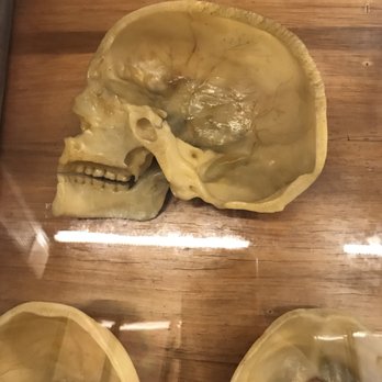 Museo Zoologico La Specola - Museums Near Me - Florence, FI Museo Zoologico La Specola - Museums Near Me - Florence, FI