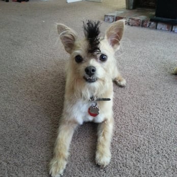 Euclid Pet Grooming - Shelley always makes bello handsome! - Pet Groomers Near Me - Ontario, California Euclid Pet Grooming - Shelley always makes bello handsome! - Pet Groomers Near Me - Ontario, California