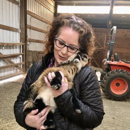 Baby goat Baby goat